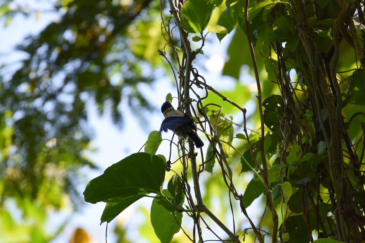 Black-headed Tanager - Freddy Oswaldo Ovalles Pabon