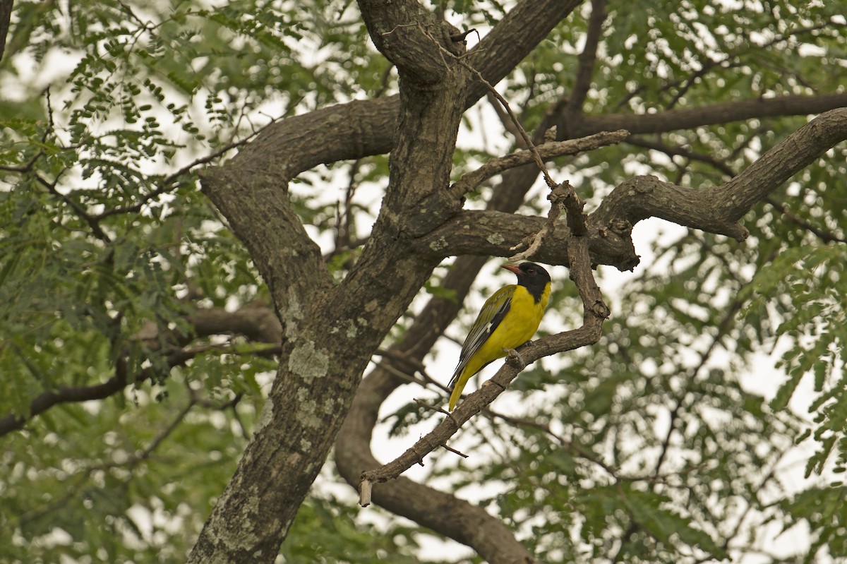 African Black-headed Oriole - Neil Earnest