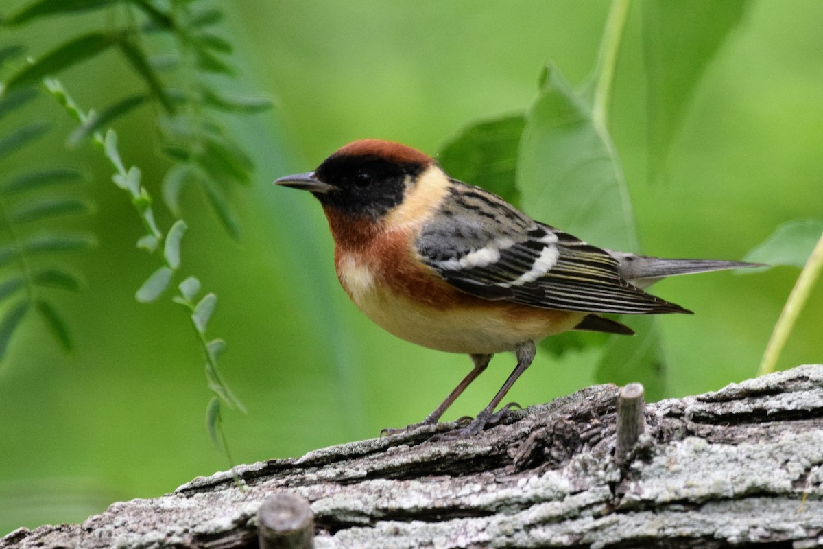 Bay-breasted Warbler - ML565626021