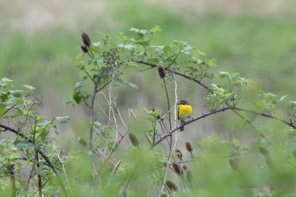 Yellow-breasted Chat - Mike Elliott