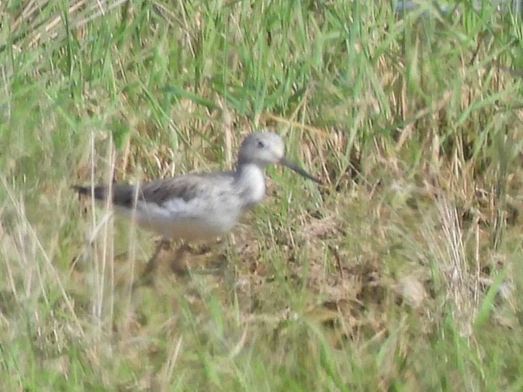 Common Greenshank - ML565626551