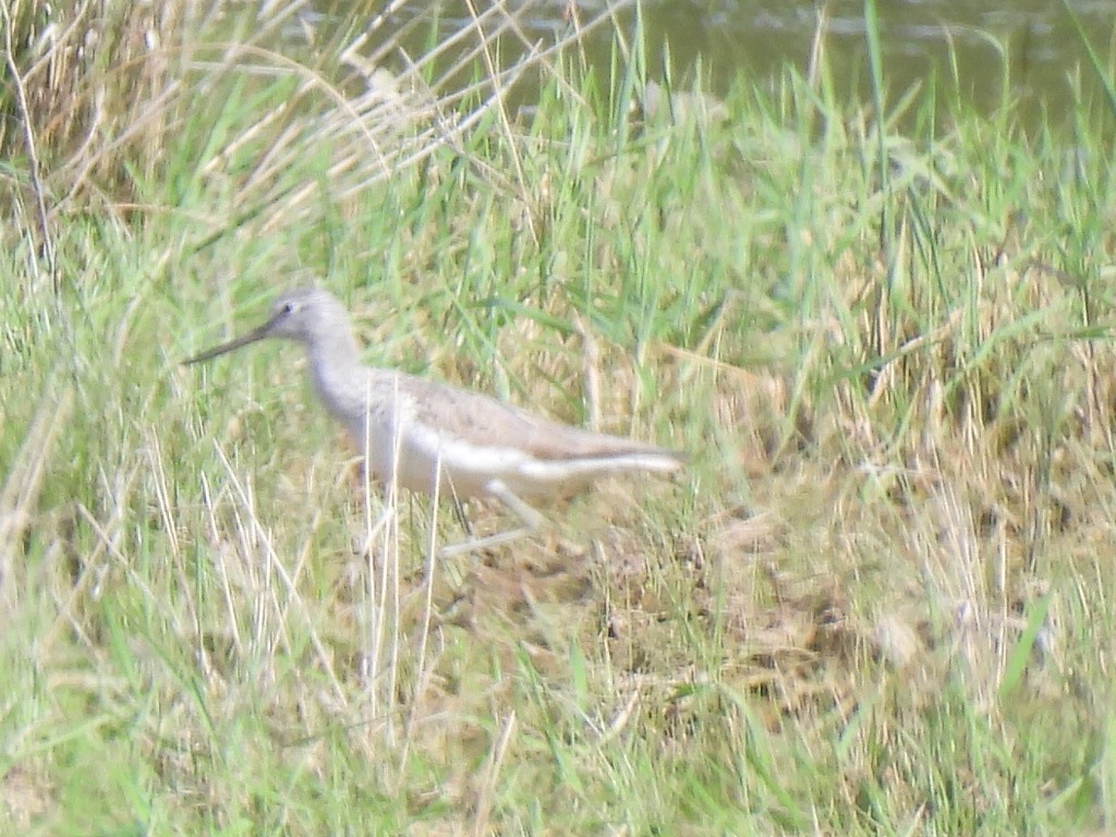 Common Greenshank - ML565626561