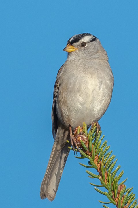 White-crowned Sparrow - Vivek Saggar