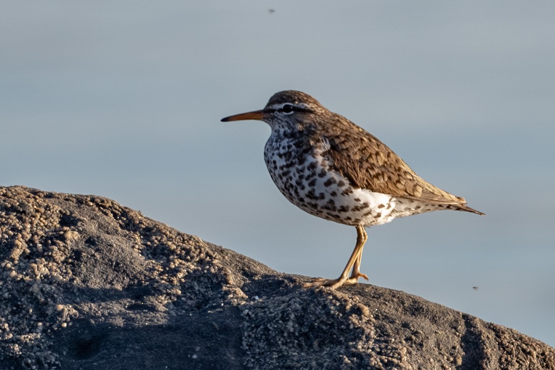 Spotted Sandpiper - Vivek Saggar