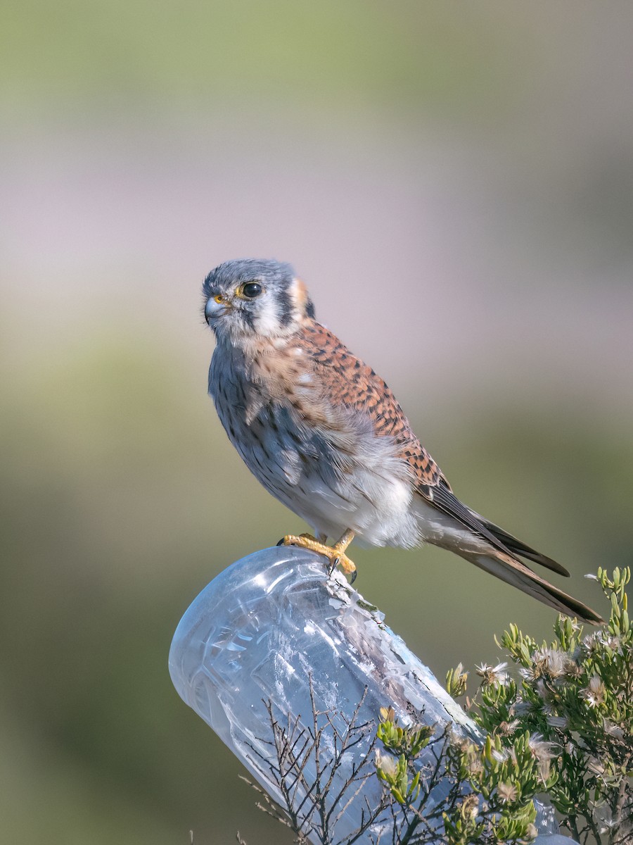 American Kestrel - ML565627721