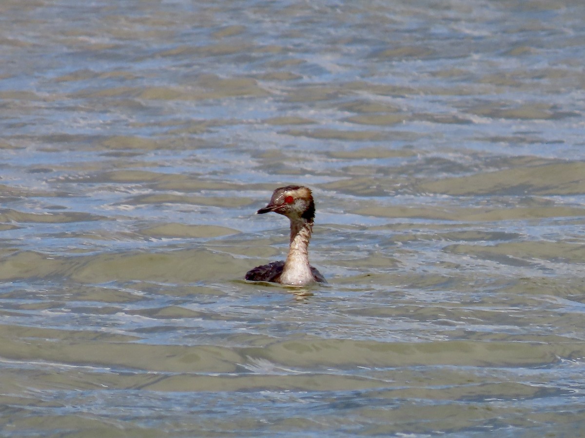 Horned Grebe - ML565627881