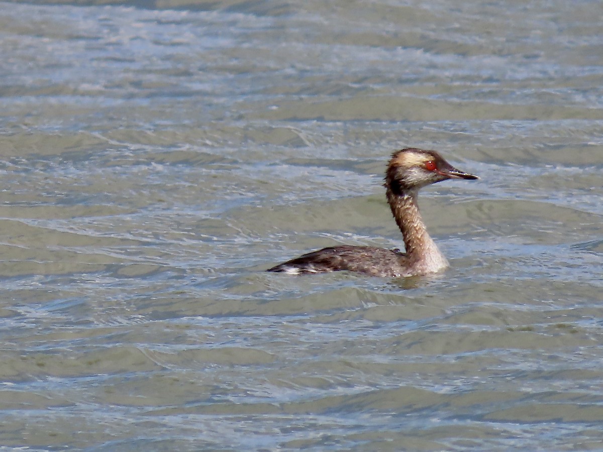 Horned Grebe - ML565627891