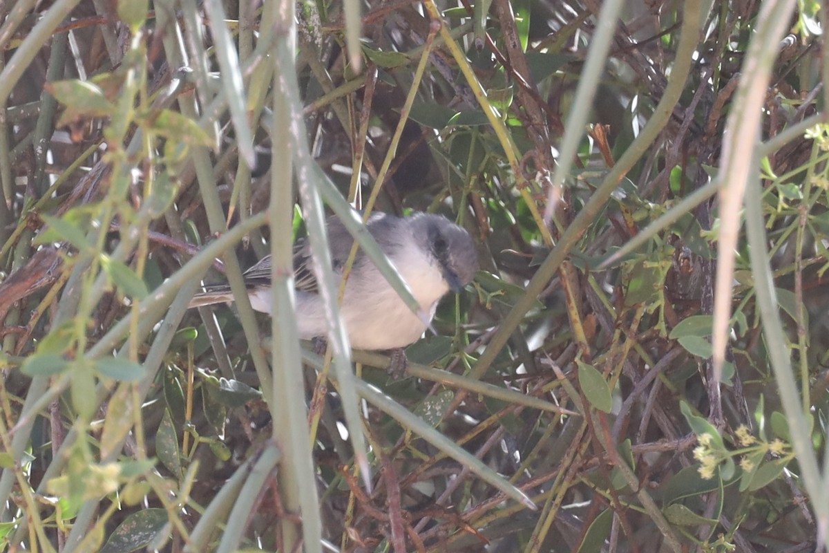 White-crested Tyrannulet (White-bellied) - ML565628081