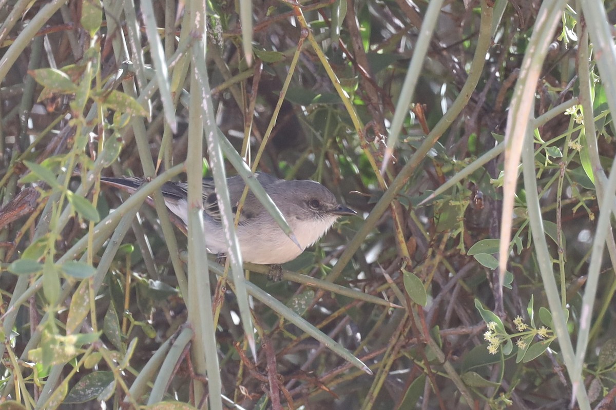 White-crested Tyrannulet (White-bellied) - ML565628091