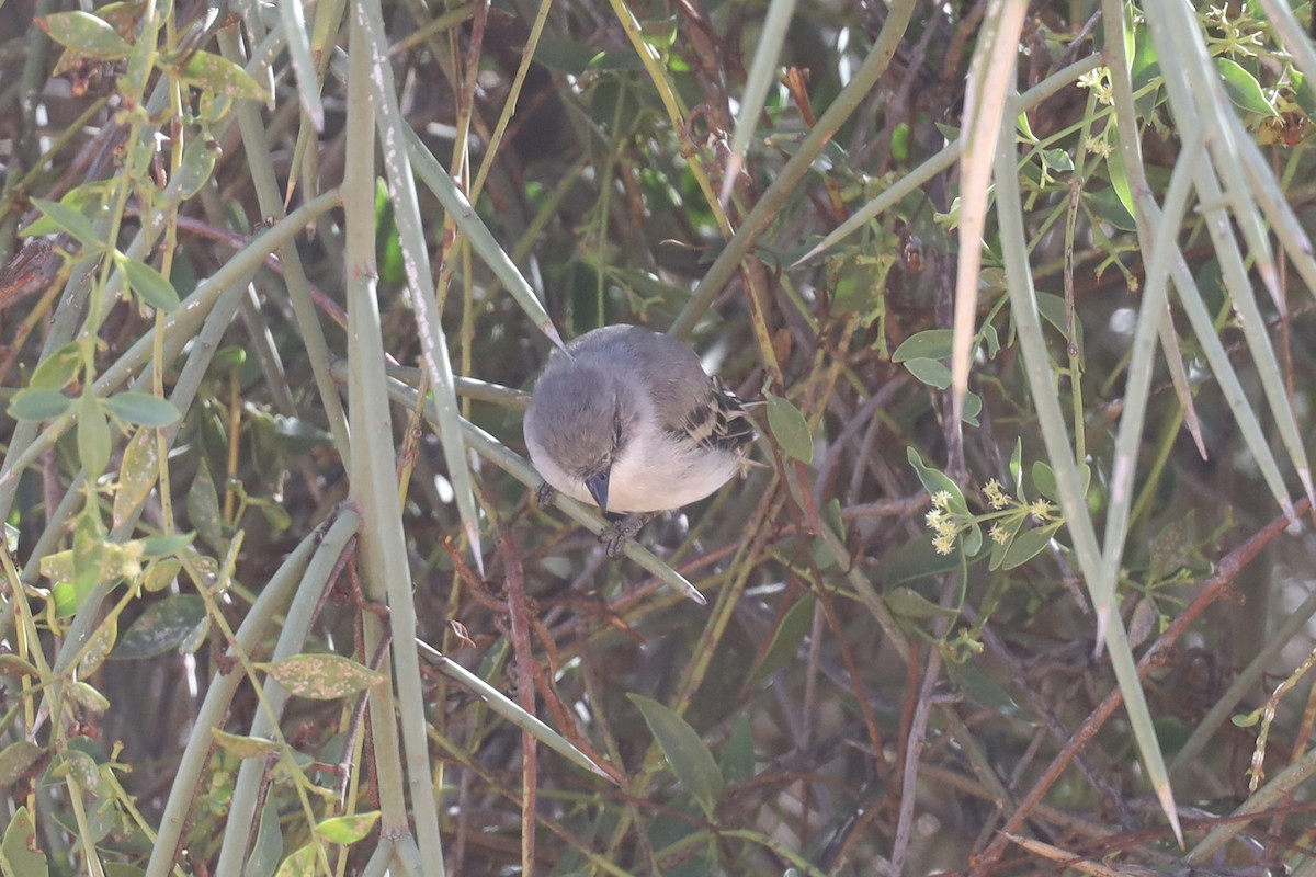 White-crested Tyrannulet (White-bellied) - ML565628101