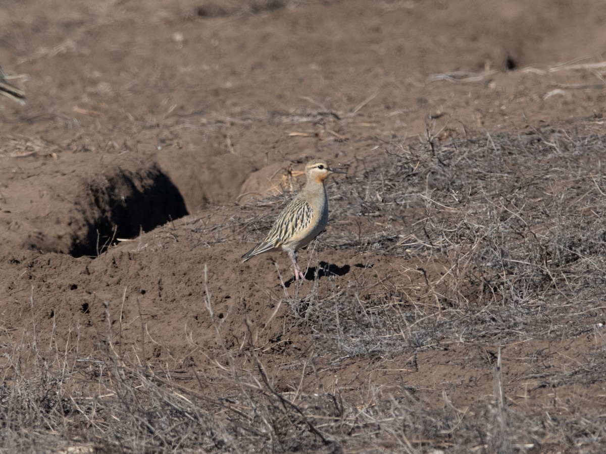 Tawny-throated Dotterel - ML565628691