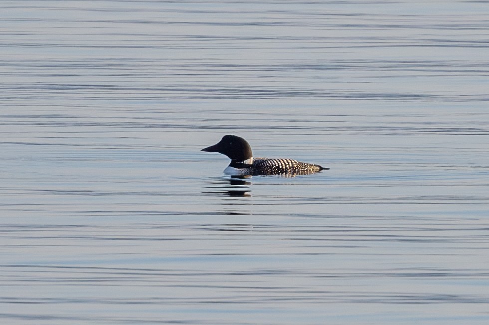 Plongeon huard - ML565628771