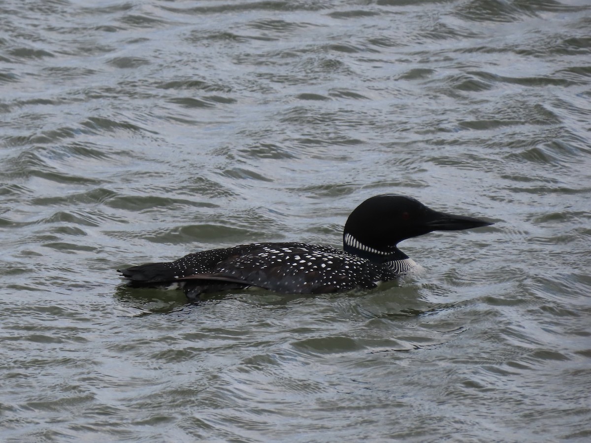 Common Loon - June McDaniels