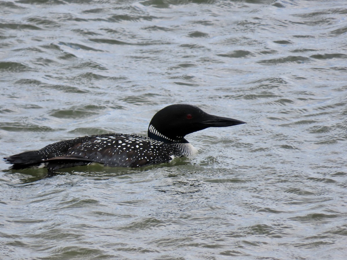 Common Loon - ML565628881