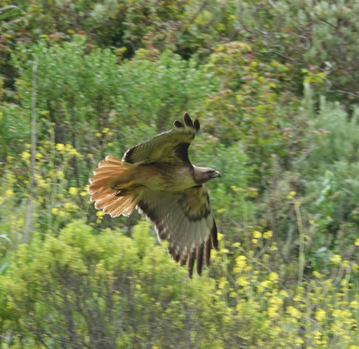 Red-tailed Hawk - ML565630371