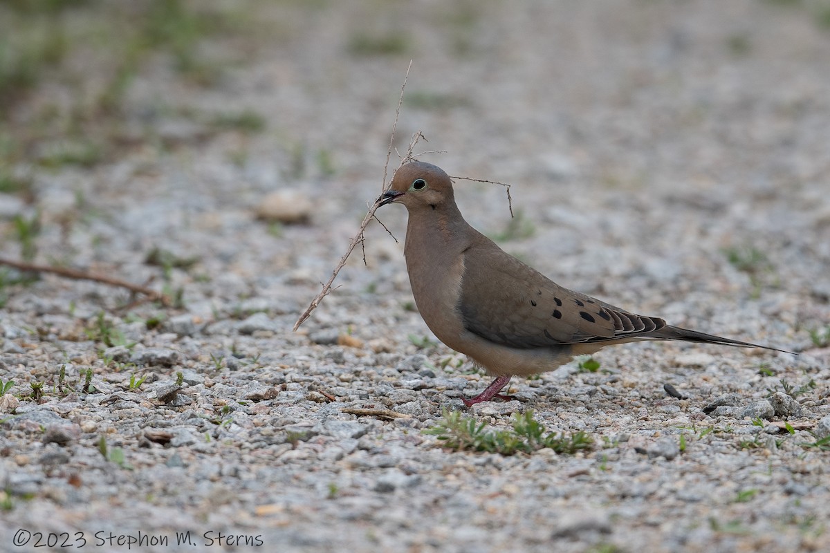 Mourning Dove - Stephon Sterns