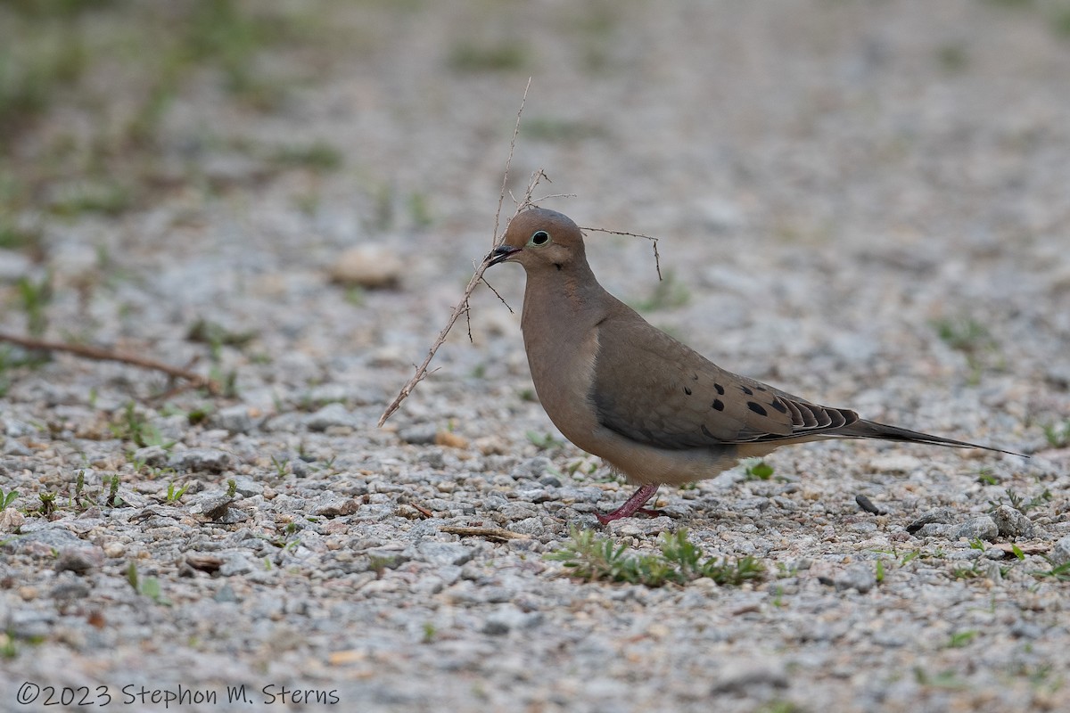 Mourning Dove - ML565630481