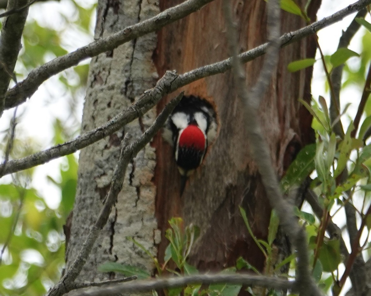 Nuttall's Woodpecker - ML565630851