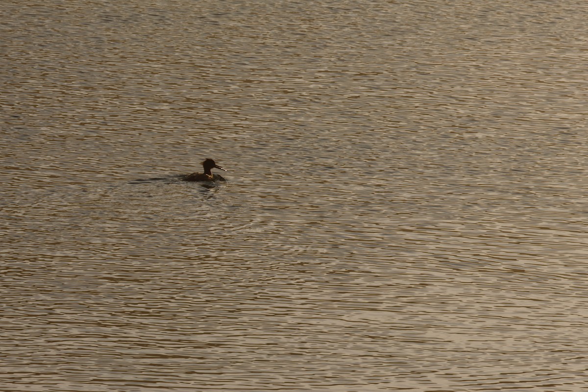 Red-breasted Merganser - ML565632211