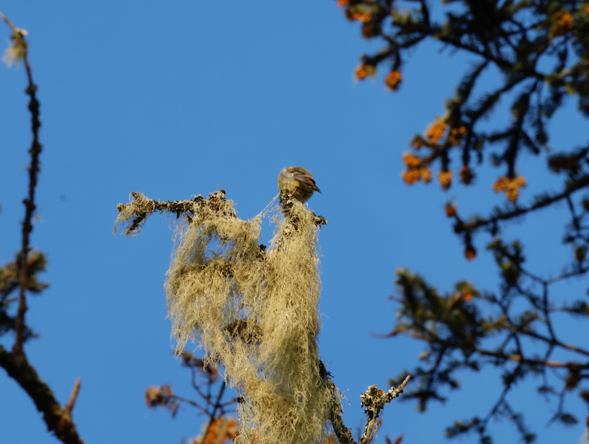 Pine Siskin - ML565633611