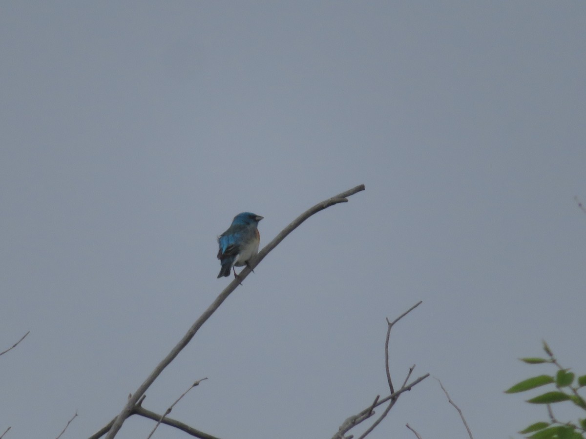 Lazuli Bunting - ML565634301