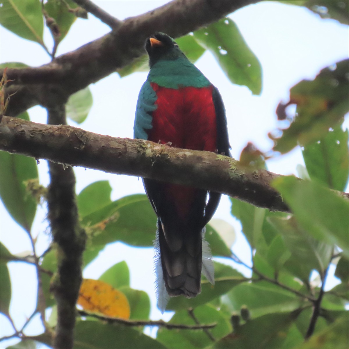 Golden-headed Quetzal - ML565635141