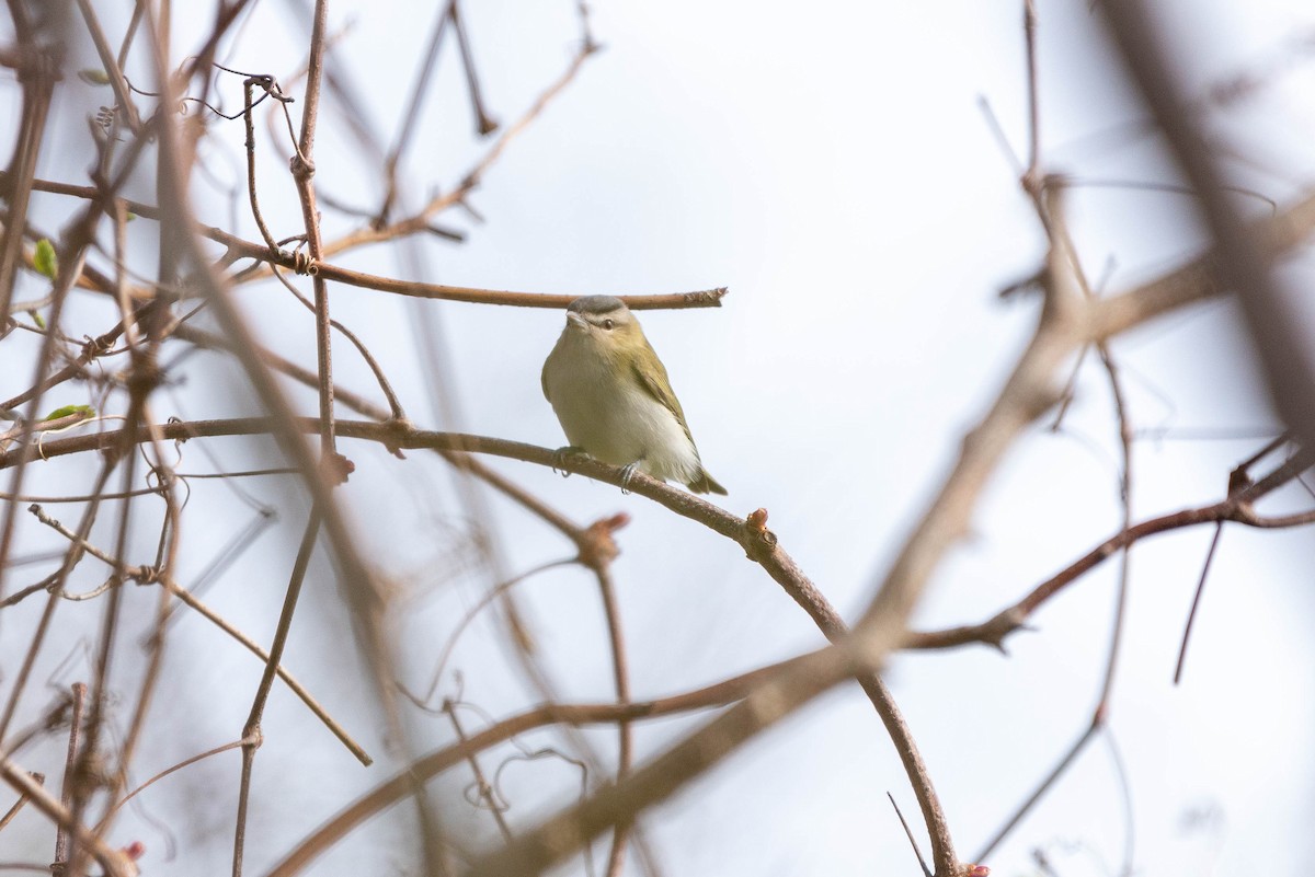 Red-eyed Vireo - ML565635521