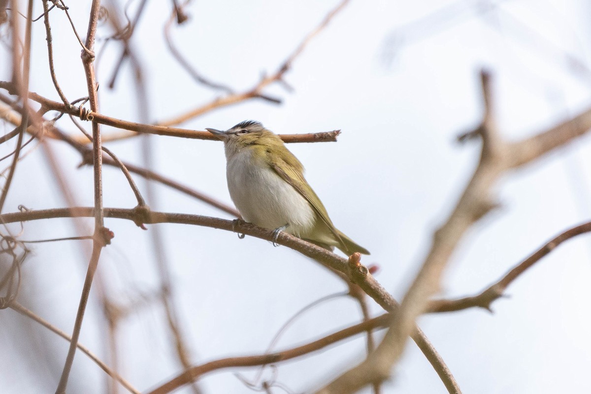 Red-eyed Vireo - ML565635531
