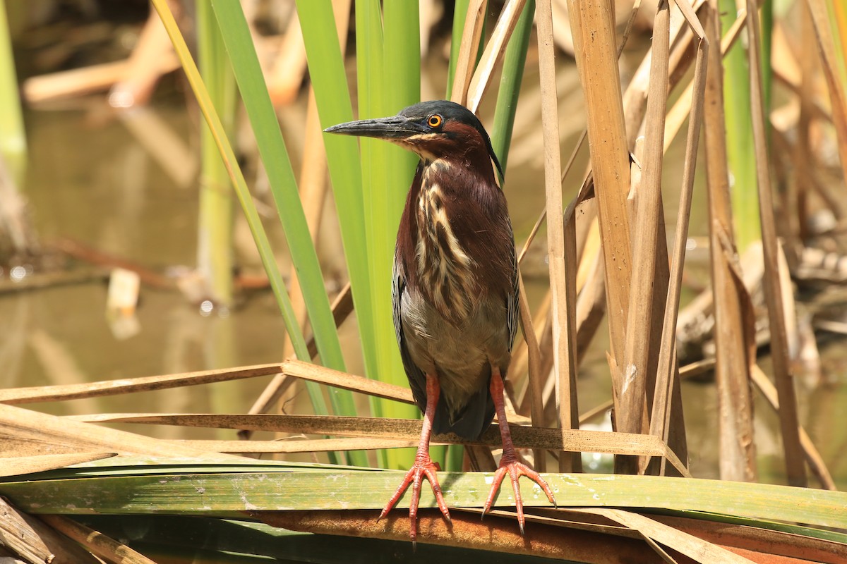 Green Heron - ML565637121