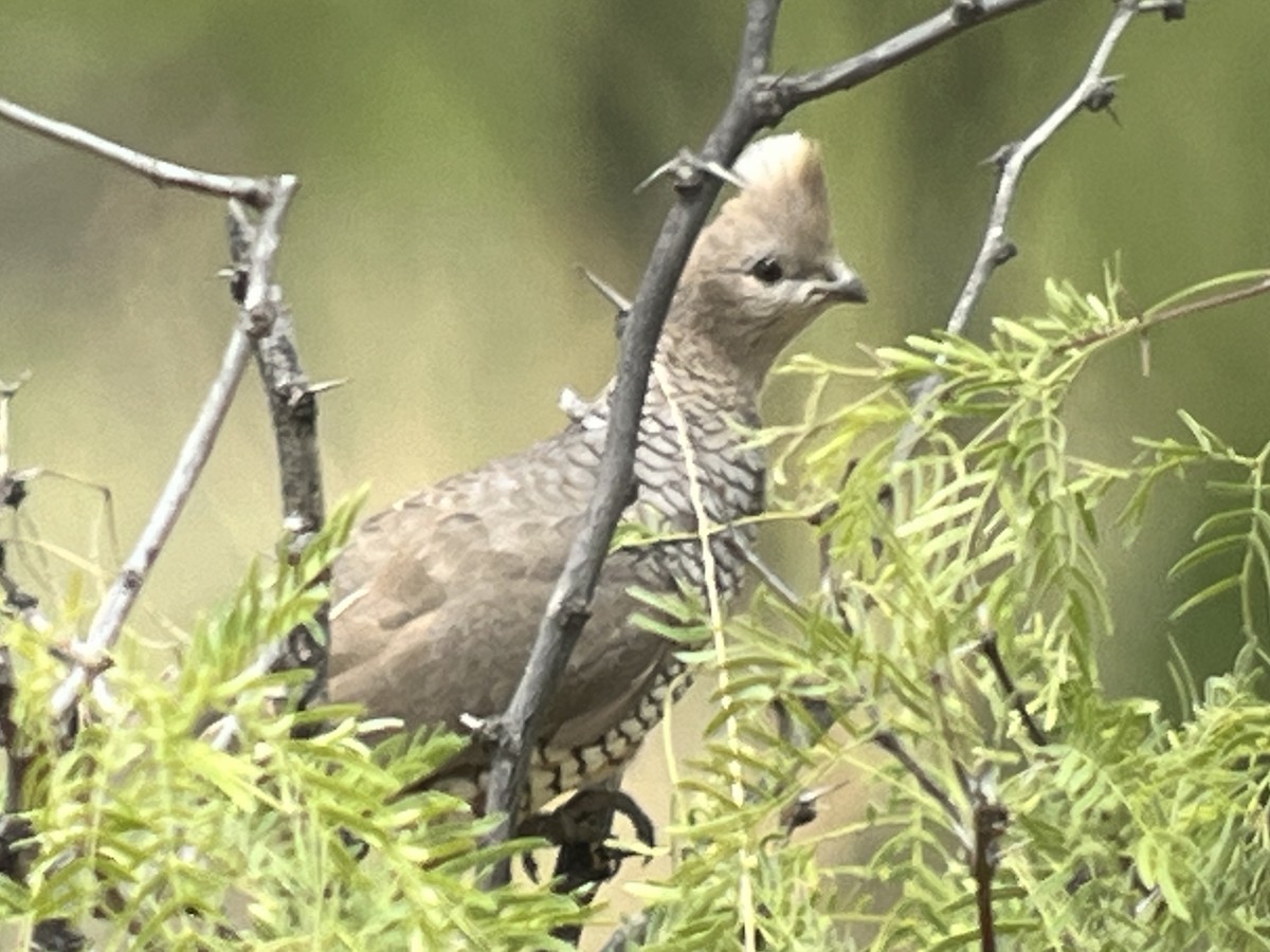 Scaled Quail - ML565637171