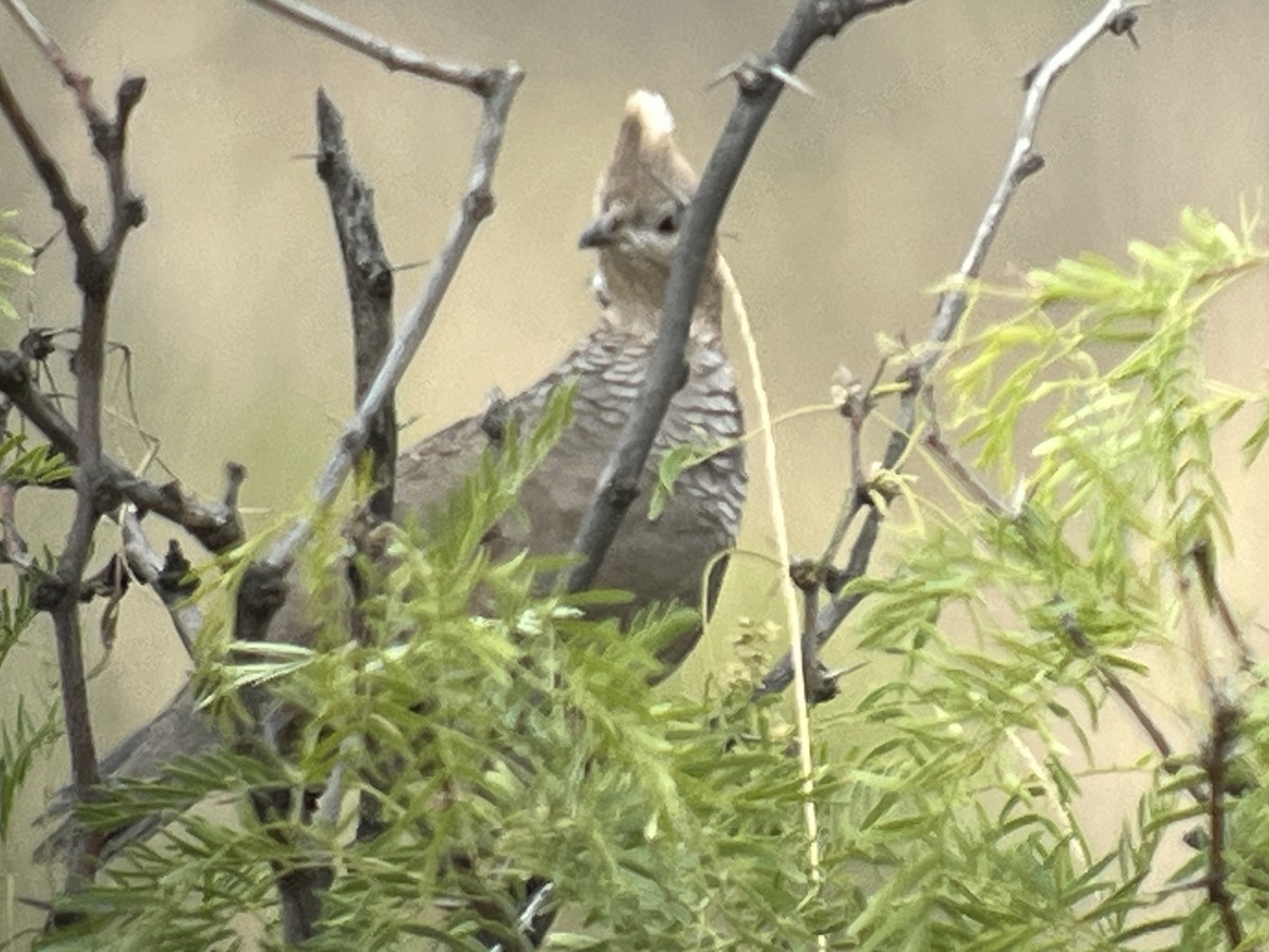 Scaled Quail - ML565637191