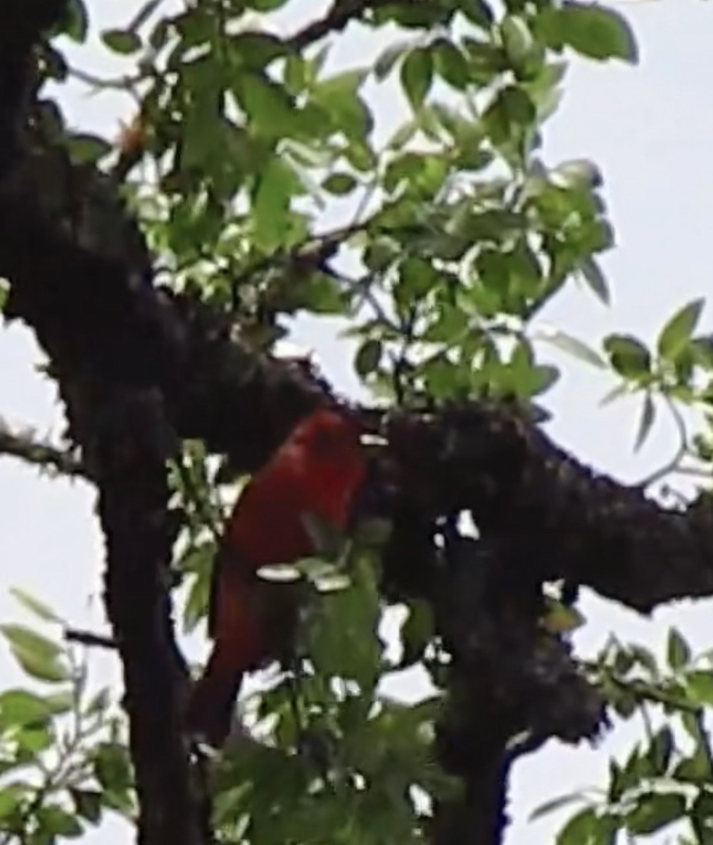 Summer Tanager - ML565638331