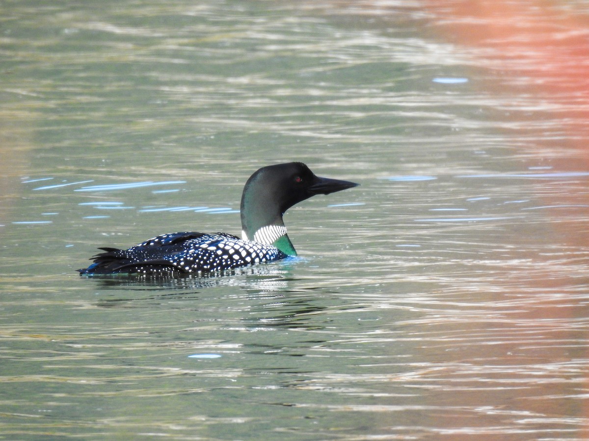 Common Loon - ML565638541