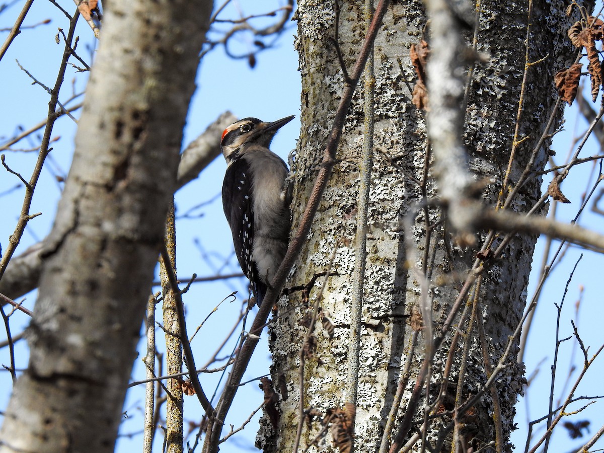 Hairy Woodpecker - ML565638711