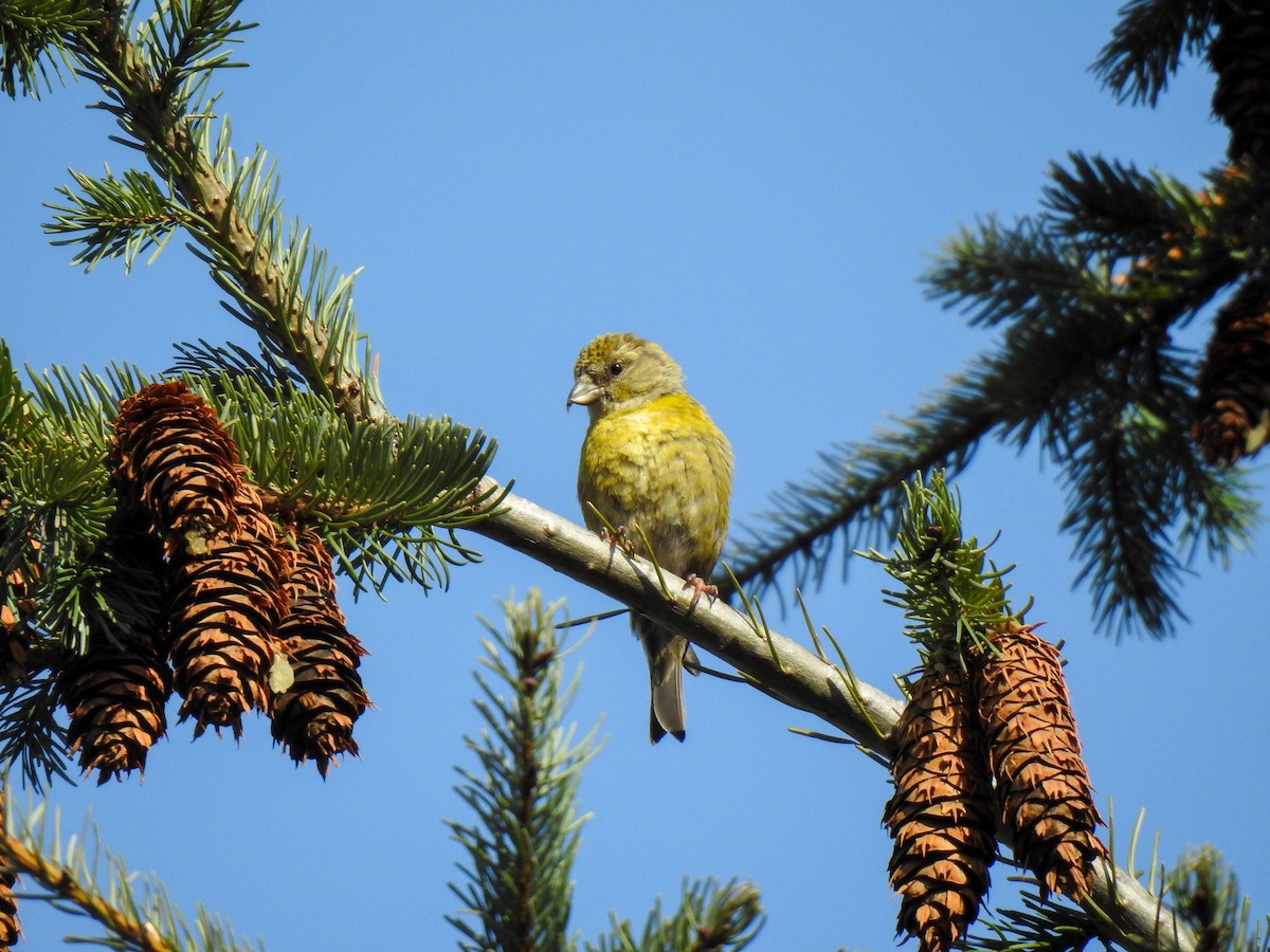 Red Crossbill - ML565638811