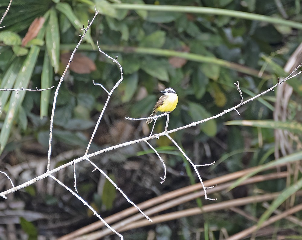 Lesser Kiskadee - ML565638951