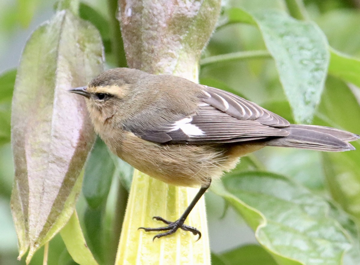 Cinereous Conebill - Carolyn Bennett