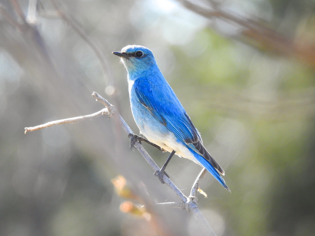 Mountain Bluebird - ML565639441