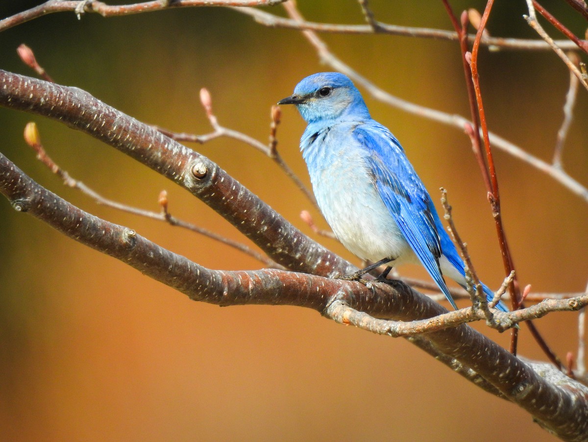 Mountain Bluebird - ML565639471