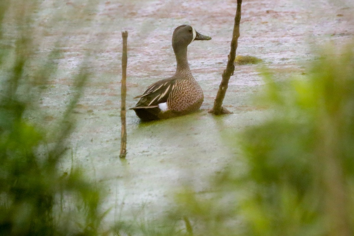 Blue-winged Teal - ML565639791