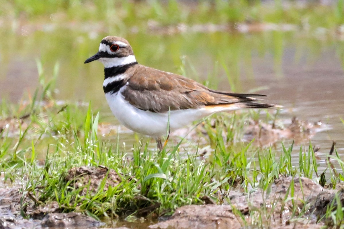 Killdeer - ML565639841