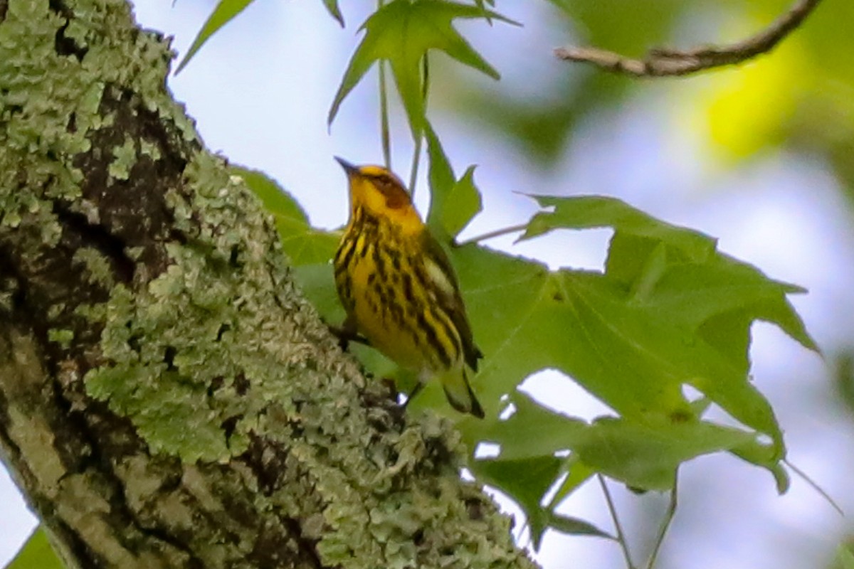 Cape May Warbler - ML565640111