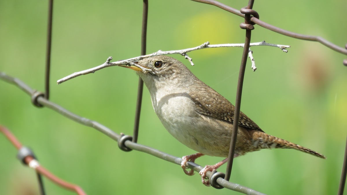 Northern House Wren - ML56564031