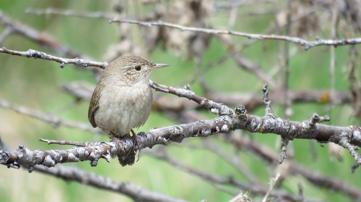 Northern House Wren - ML56564041