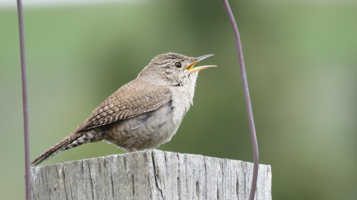 Northern House Wren - ML56564051