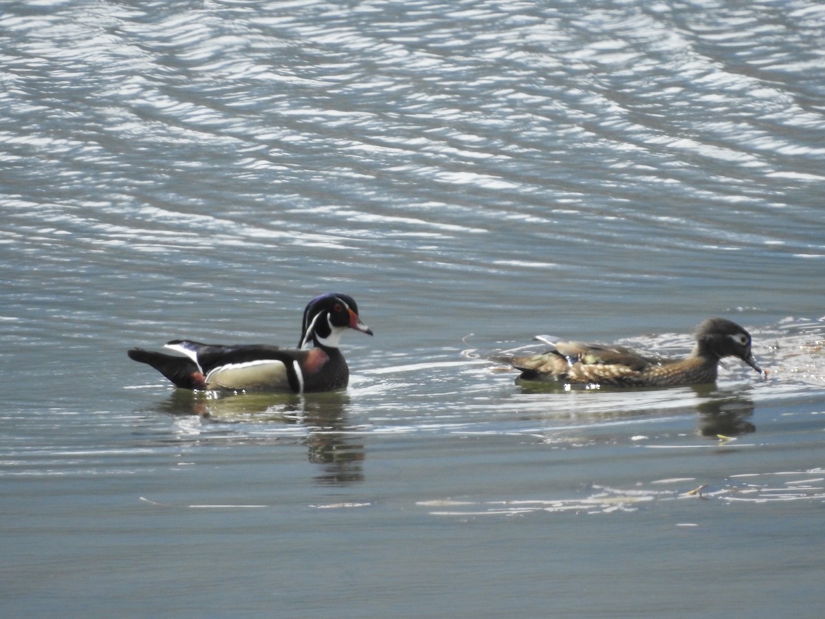 Wood Duck - ML565640561