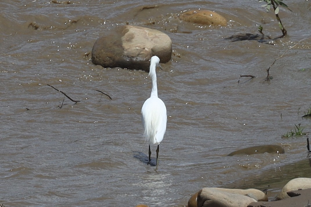 Great Egret - ML565641631