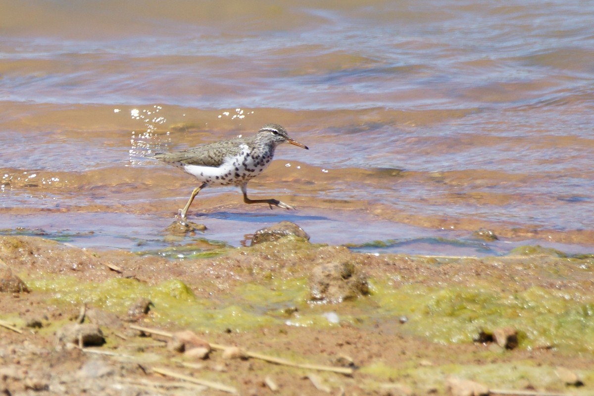 Spotted Sandpiper - ML565642691