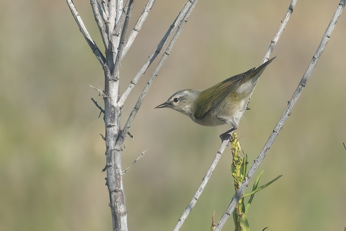 Tennessee Warbler - Eric Ripma