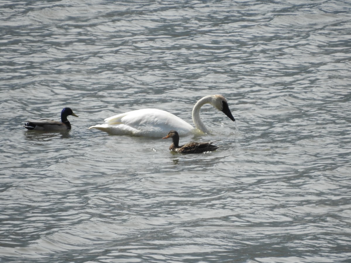 Trumpeter Swan - ML565643641